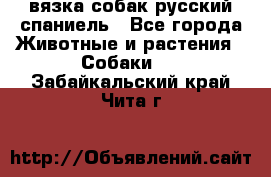 вязка собак русский спаниель - Все города Животные и растения » Собаки   . Забайкальский край,Чита г.